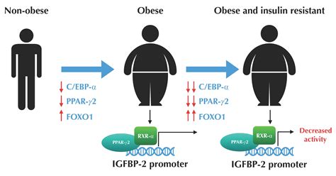 Overweight: Influence of genes